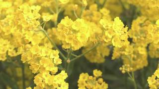 Aurinia saxatilis  FelsenSteinkraut Basket Of Gold [upl. by Erbas]