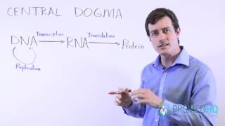 Translation  Protein Synthesis  Step wise  Lecture 9 [upl. by Zimmerman]