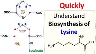 Lysine Biosynthesis [upl. by Eeltrebor]