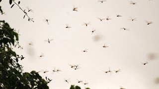 Swarm of dragonflies flying in the sky and woods [upl. by Felecia]