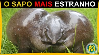 O Sapo Mais ESTRANHO do Mundo  esse animal impressiona com a sua aparência [upl. by Vas]