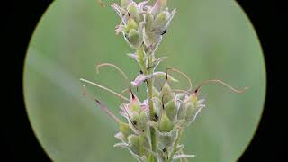 Penstemon gracilis Slender Beardtongue [upl. by Asnarepse]