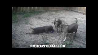 Coyote Pitbulls Florida  Nile Nova and Karma [upl. by Neeoma77]