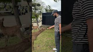 Bowing Deer of Nara Japan travel travelvlog japan food vlog [upl. by Paco]