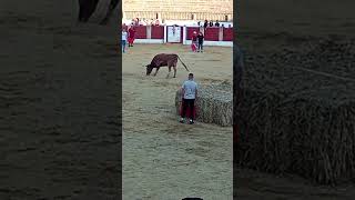 ♉ TORO y VACAS de ARRIAZU ▪ FIESTAS en los PUEBLOS de ESPAÑA en TRUJILLO a 2024 ToroAlfa [upl. by Gilburt]