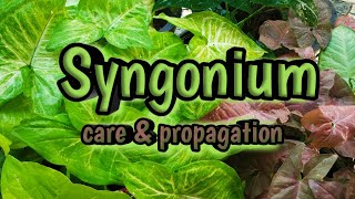 5 varieties of SyngoniumArrowheadplantAfrican evergreenSyngoniumplant careamppropagation Malayalam🌱 [upl. by Gonagle965]