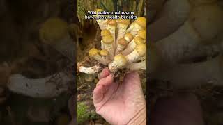 Wild edible mushrooms🍄‍🟫 [upl. by Hirsch]