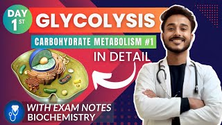 The Link Reaction Explained Aerobic Respiration [upl. by Raviv792]