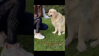 COMO ENSEÑAR A TU PERRO A DAR LA PATA 🐶 [upl. by Jenelle976]