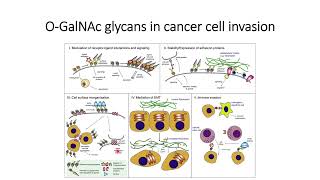 OGalNAc glycans role in cancer cell invasion Code 499 [upl. by Noral]