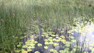 BOBIJA  CRNA GORA  SKADARSKO JEZERO  MONTENEGRO [upl. by Eniortna]