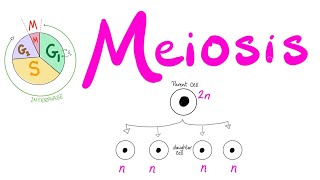 Meiosis  Cell Division  Biology Series for MCAT DAT GSCE ACT SAT AP Biology [upl. by Mitinger]