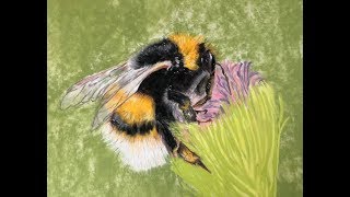 Realistic Bumble bee demonstration  pastel painting  save our bees please [upl. by Aver970]