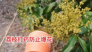 荔枝妃子笑壓花，防止爆花，打乙烯利多效唑或烯效唑，兌水30斤Lychee Feizixiao embossing to prevent popping use ethephon [upl. by Eisned]