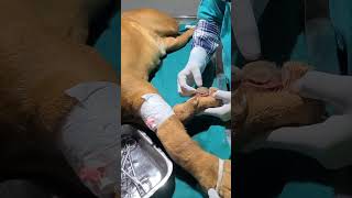 mastiff breeds dog gsdanimalhospital dogrescue animalrescue [upl. by Wende]