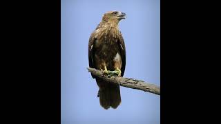 Brahminy Kite Juvenilebreakfast time [upl. by Kramlich]