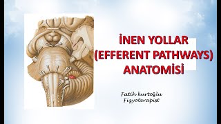 İnen Yollar  Efferent Pathways  Nöroanatomi Konu Anlatımı  10 [upl. by Lennad]