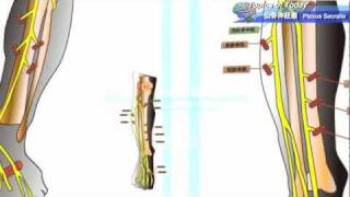 【解剖学】仙骨神経叢 Plexus Sacralis  理学療法士による身体活動研究 [upl. by Ahsienaj]