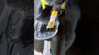 satisfying hoof horsecare [upl. by Hart]