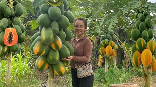 Harvesting papaya fruit gardens to sell at the market garden amp cook [upl. by Janek]