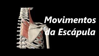 Movimentos da Escápula em 3D [upl. by Dhaf]