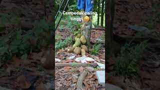 Tinggi btl tu buah cempedak 😱 fypshort follow fypシ゚viral [upl. by Thirzia792]