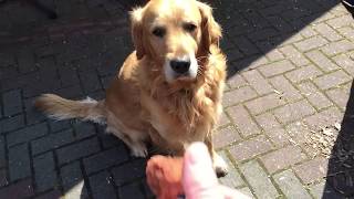 Sweet old dog catches treats in slow motion [upl. by Oibirot]