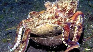 Octopus Tool Use The Worlds Smartest Invertebrate [upl. by Tnayrb]