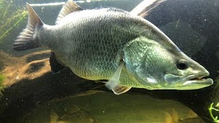 The Barramundi just ate 10 fish MonsterFishKeepers [upl. by Anu23]