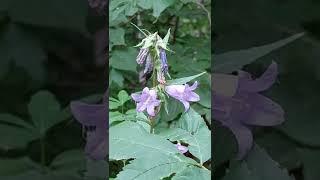 Campanula Trachelium shorts shortsofnature [upl. by Grannie]