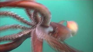 The Fierce Humboldt Squid  KQED QUEST [upl. by Aldridge]