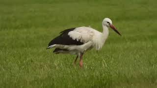 White storks in Denmark Tanja Saksborg Dinesen Jejsing and German ring number 5V064 3 sept 2024 [upl. by Theis244]