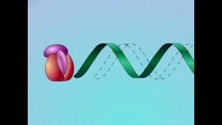 HIV Mechanisms of Action of NNRTIs [upl. by Anir851]