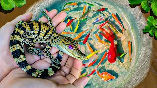 Most Amazing Hunt CrocodilesColorful Ornamental Fishrue Koi Fish Goldfish Boesemani RainbowFish [upl. by Andromache269]