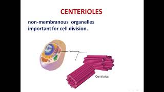 7 centriolescilia and flagella [upl. by Ecirtac56]