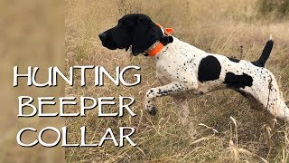 Hunting In The Field With A Beeper Collar  Upland Bird Dog Training [upl. by Fawcette]