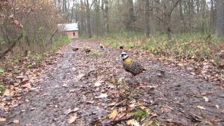 Bažant královský Syrmaticus reevesii Reevess pheasant [upl. by Kristin]