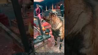 Why is this goat burning its neck 🤯 [upl. by Suk961]