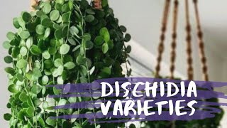 DISCHIDIA PLANTS FOR PLANT LOVERS🍃 [upl. by Gallenz]