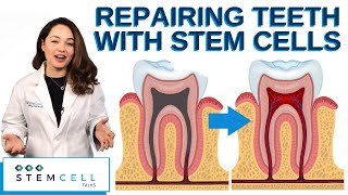 Repairing Teeth With Stem Cells [upl. by Jueta]