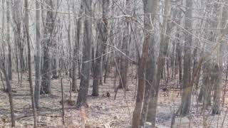 Land For Sale  New Creek WV  10 Acres [upl. by Eddina497]