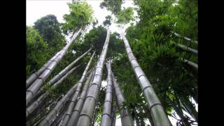 Les Brown Chinese Bamboo Tree Story [upl. by Jeffries]