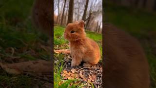 Rabbit So Cent 😍😍rabbite funnyanimals cute shortvideo shorts 2024 [upl. by Koenraad]