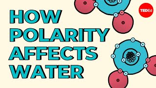 How polarity makes water behave strangely  Christina Kleinberg [upl. by Hoenack]