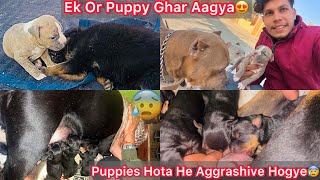 New Pitbull Puppy Ghar Aagya😍 Rotwiller Giving Birth First Time😰Apna Puppes Ko He Bhul Gye😨Attack [upl. by Dwayne]