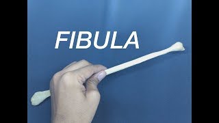 FIBULA  GENERAL FEATURES AND ATTACHMENTS [upl. by Niroc]