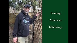 Pruning American Elderberry [upl. by Ynez]