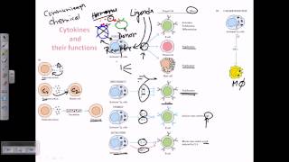 Cytokines and cytokine receptors [upl. by Pen]