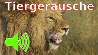 Tiergeräusche  Tiere mit Tiernamen und Ihren Tierstimmen lernen [upl. by Furlani]