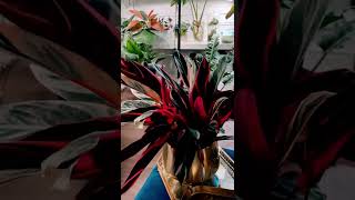 Calathea  prayer plant  the gorgeous Stromanthe Triostar [upl. by Snahc639]